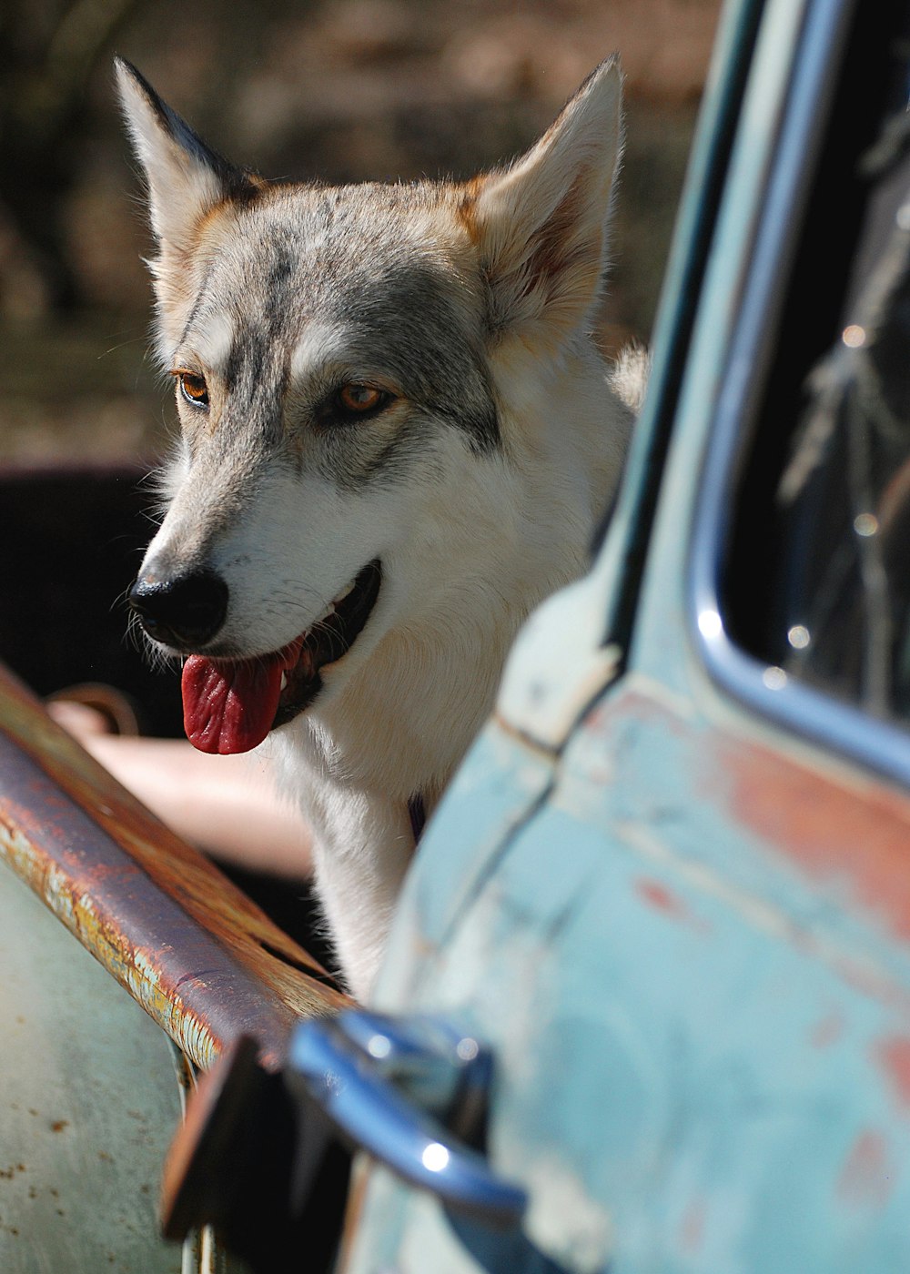 Cucciolo di husky siberiano bianco e nero