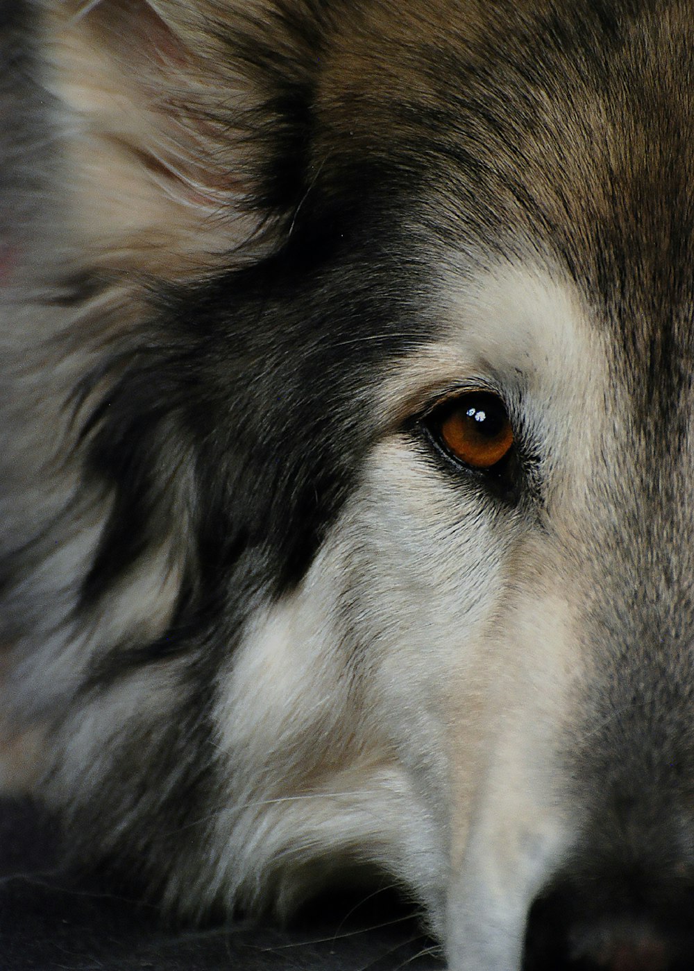 white and black siberian husky