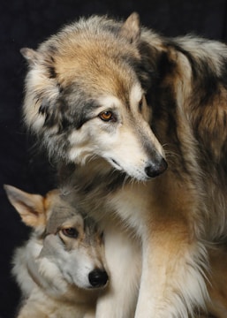 Two wolves are positioned closely together against a dark background. The foreground wolf exhibits a thick coat with a mix of gray, white, and brown fur, looking intently to the side. The wolf in the background is slightly obscured, with similar fur coloration, and gazes in the same direction.
