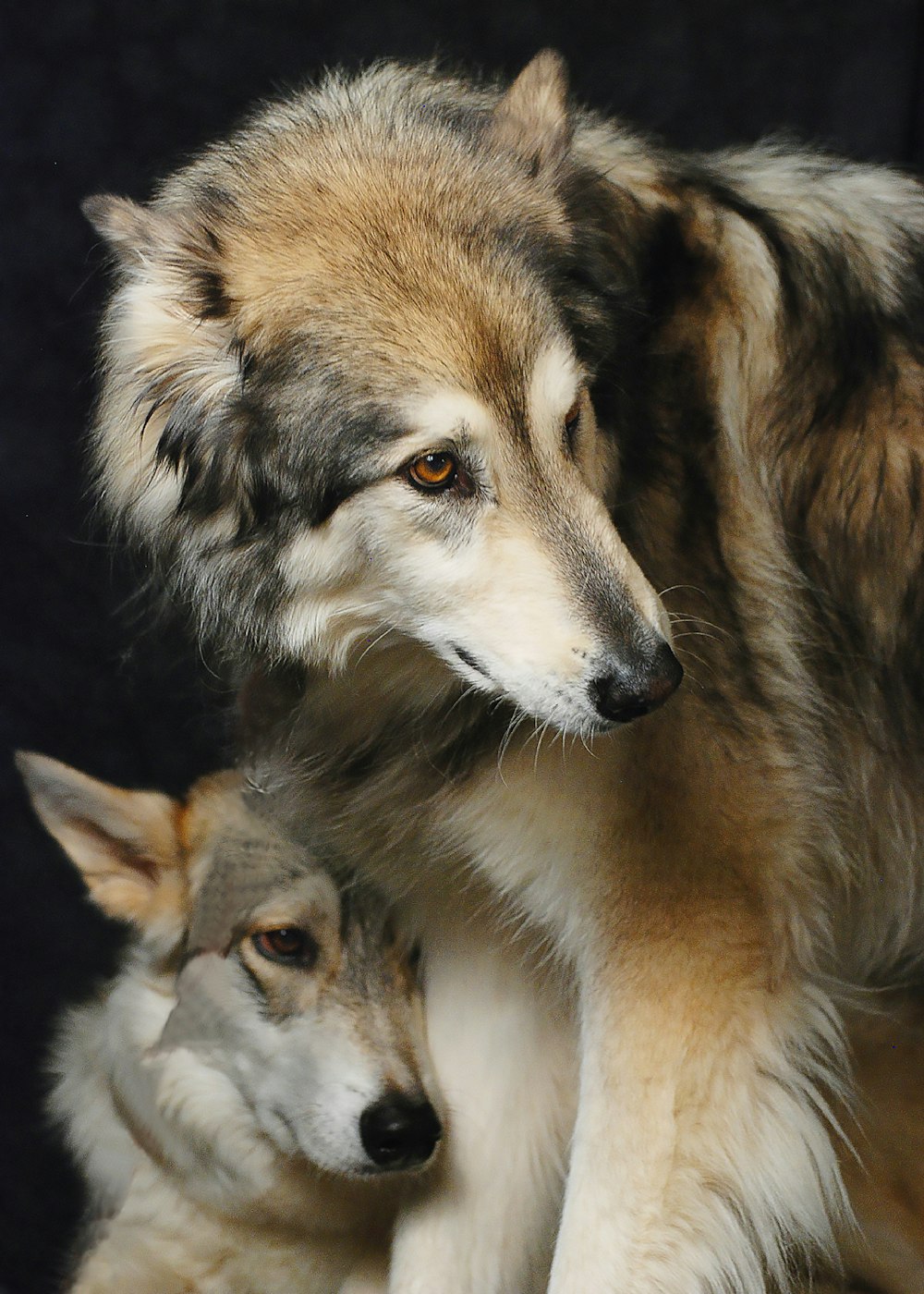 갈색 나무 바닥에 누워 있는 갈색과 흰색 늑대