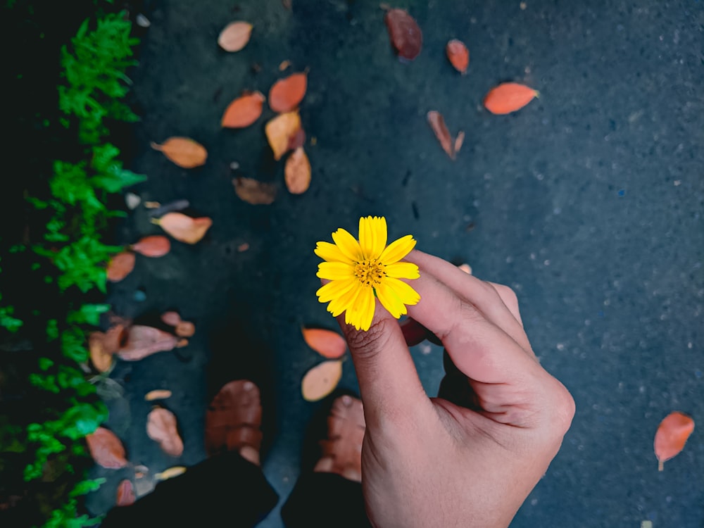 person holding yellow flower during daytime