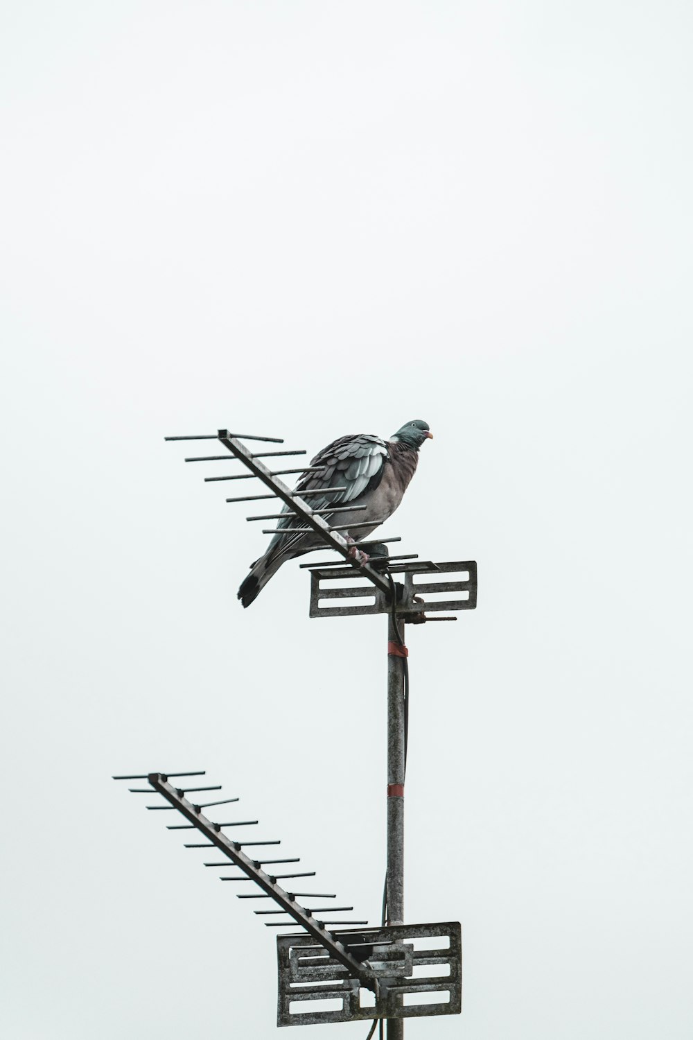 gray and black bird on top of gray metal stand