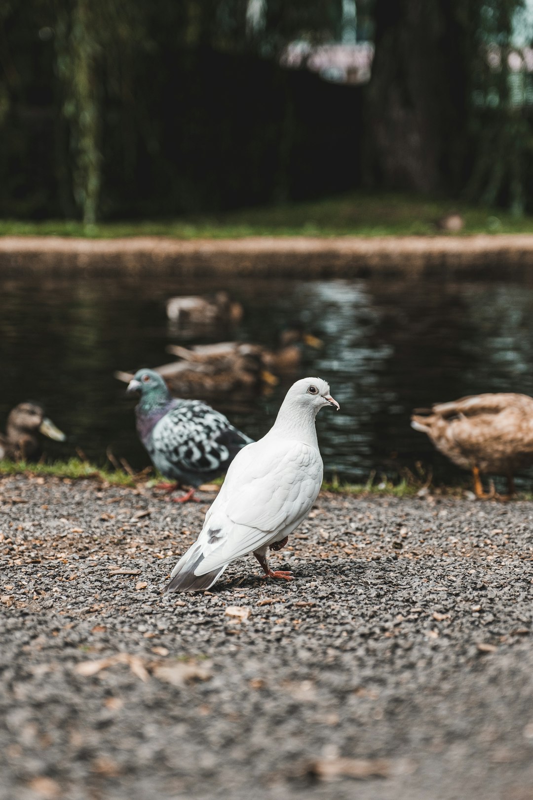 white and black bird on brown soil near body of water during daytime