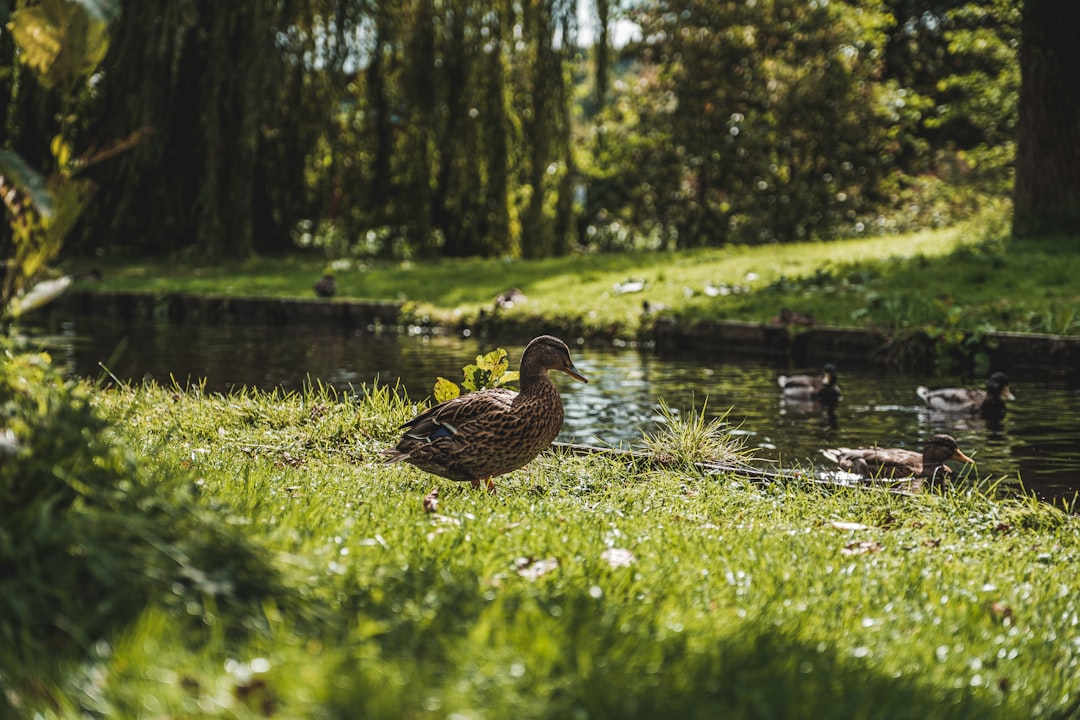 brown duck on green grass near body of water during daytime