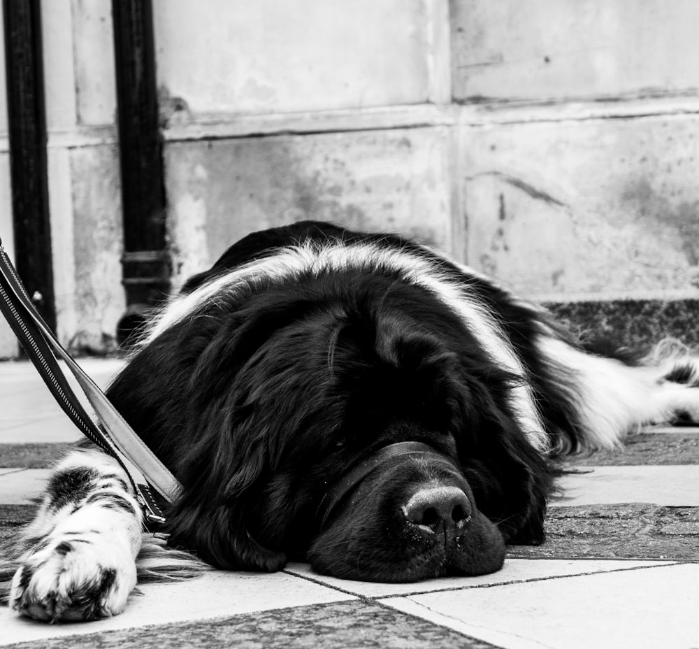 grayscale photo of dog lying on ground