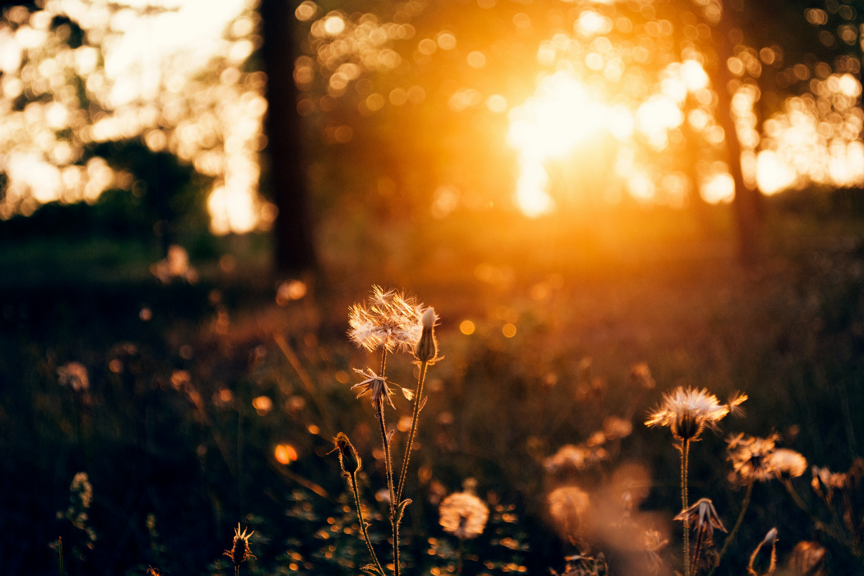 white flower under orange sky during sunset