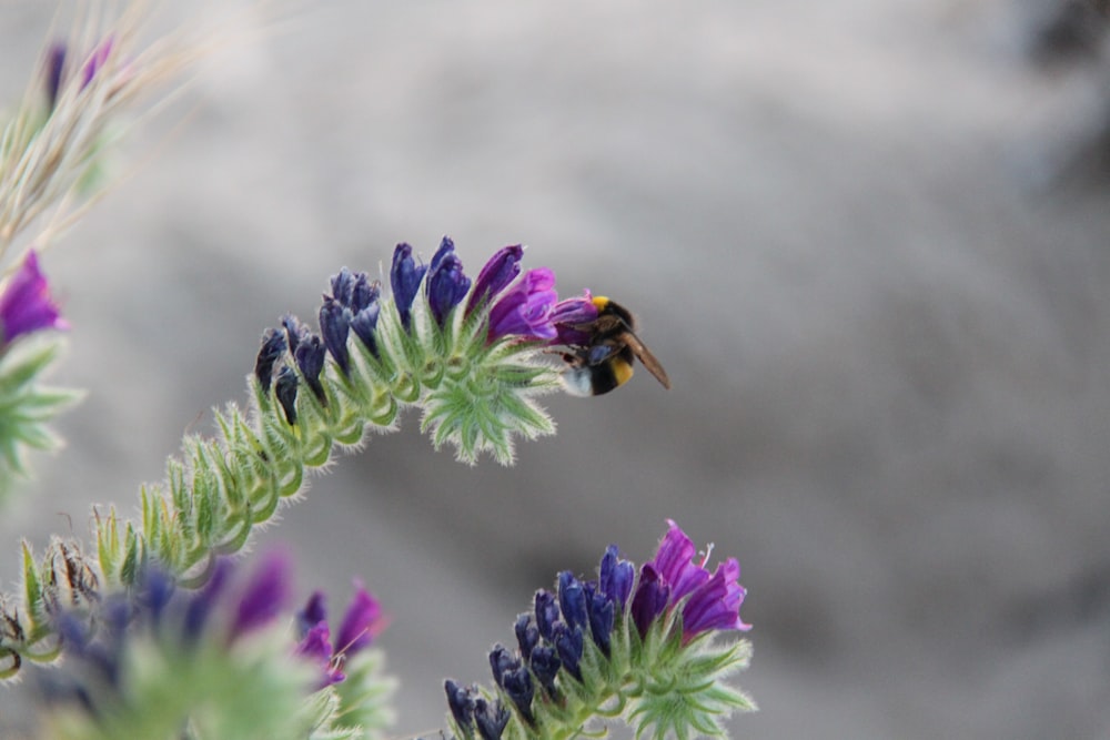 black and yellow bee on purple flower