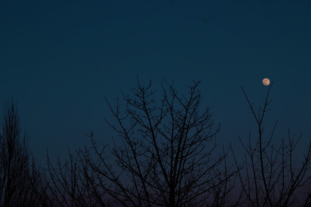 leafless tree under blue sky