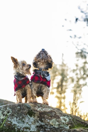 Two small dogs wearing matching red plaid jackets are standing on a large rock. They look alert and are positioned against a bright, blurred background of trees.