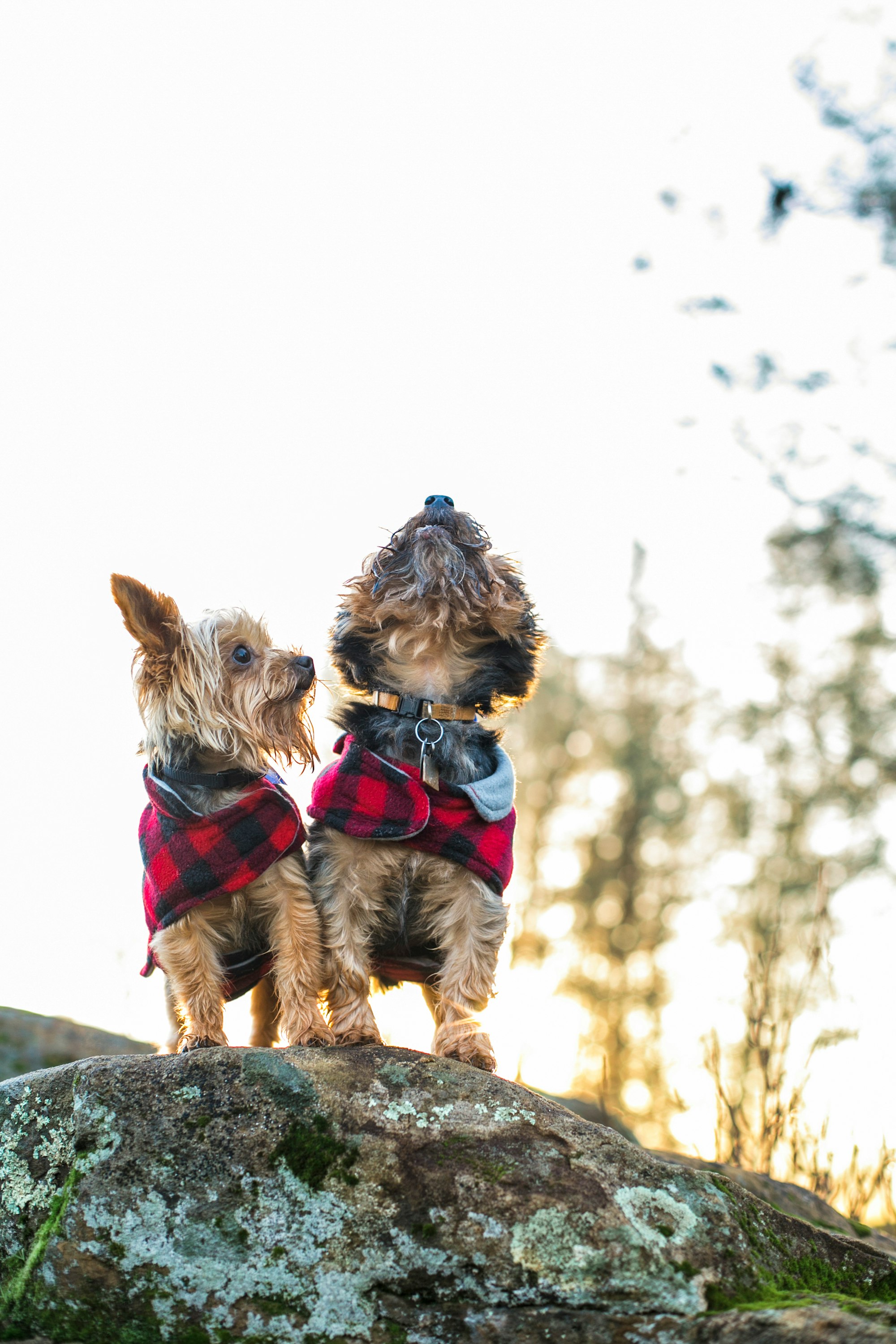 do yorkies shed