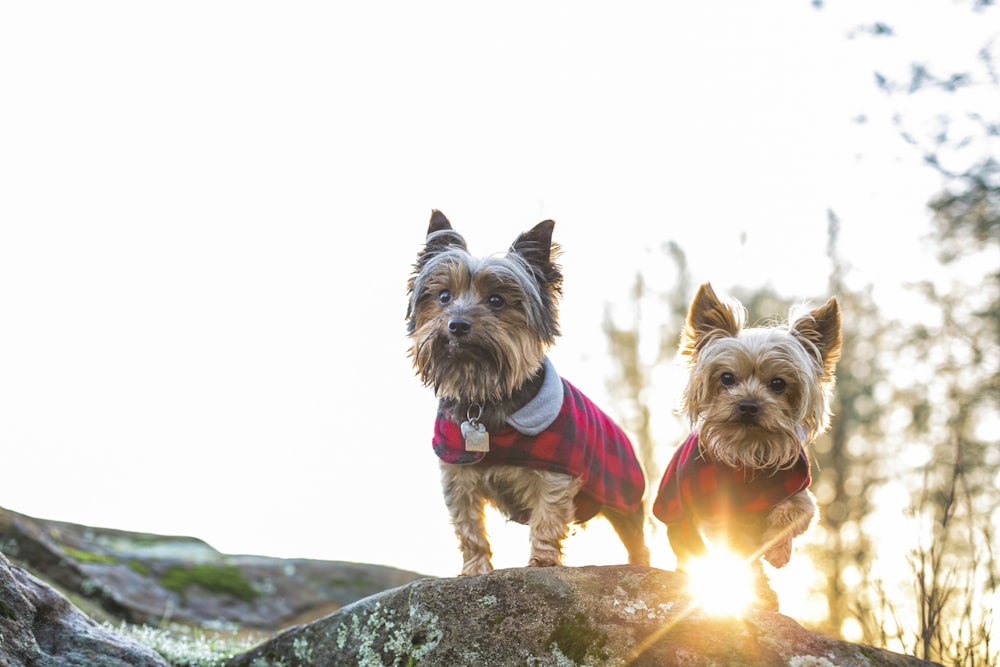brown and black yorkshire terrier on rock