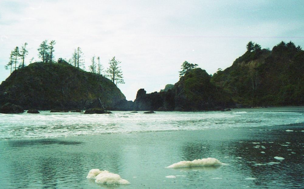 white long coat dog on water near green trees during daytime