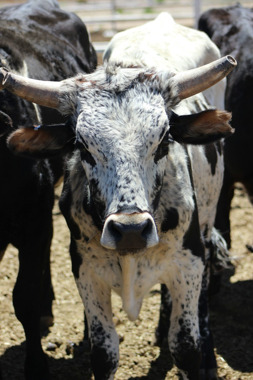 white and black cow on brown field during daytime