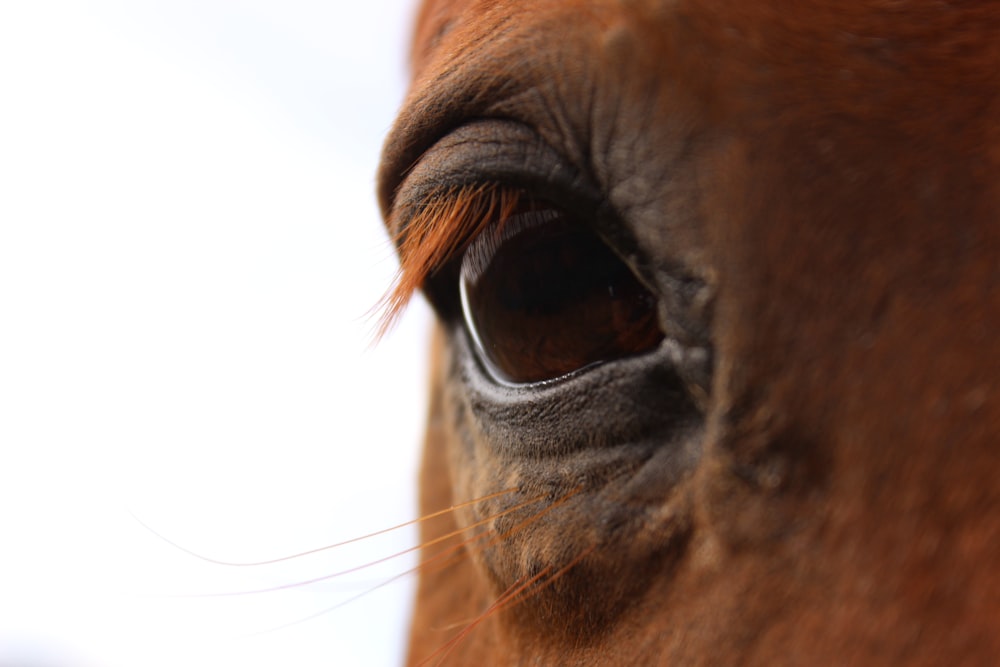 brown horse eye in close up photography