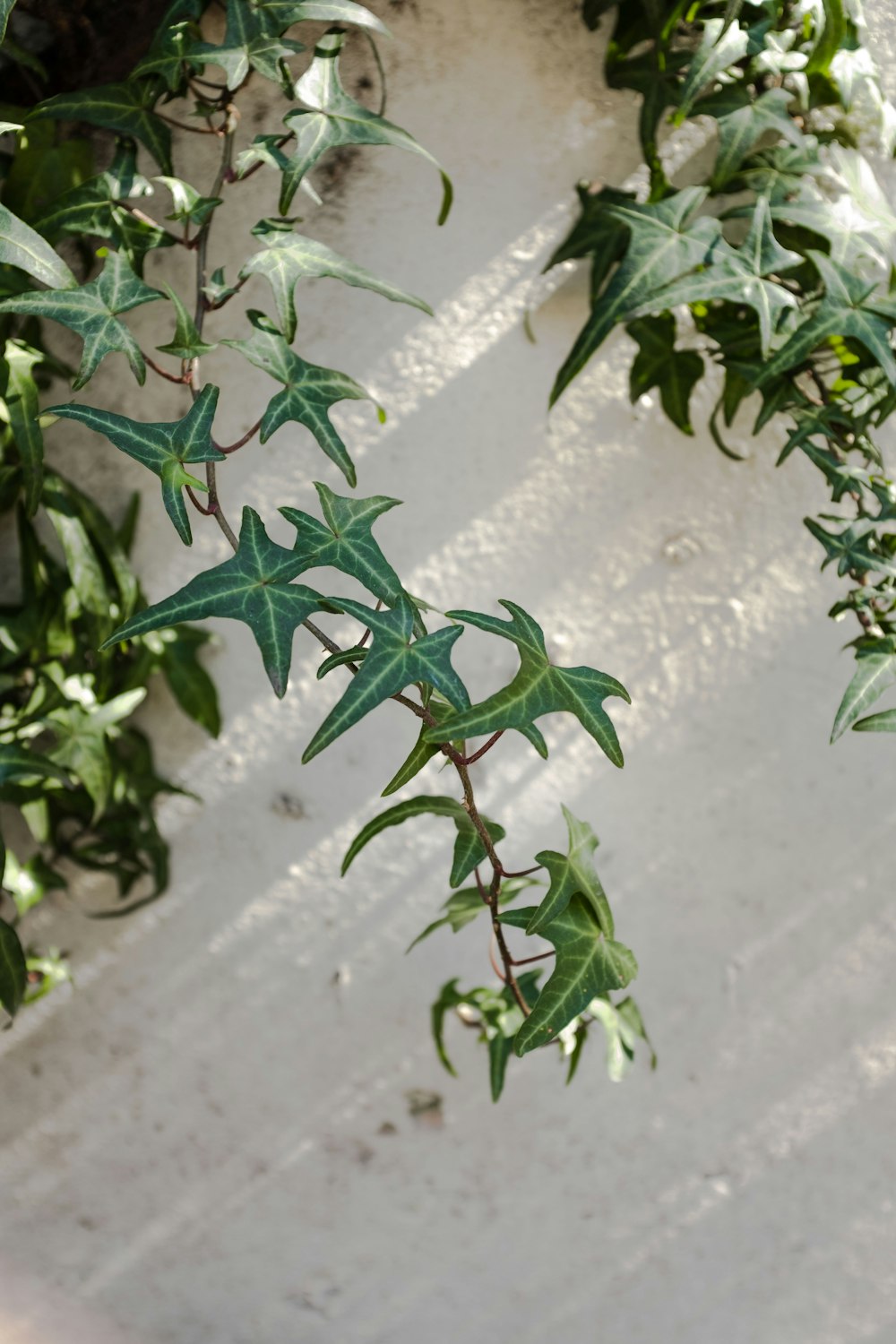 白いコンクリートの壁に緑の植物