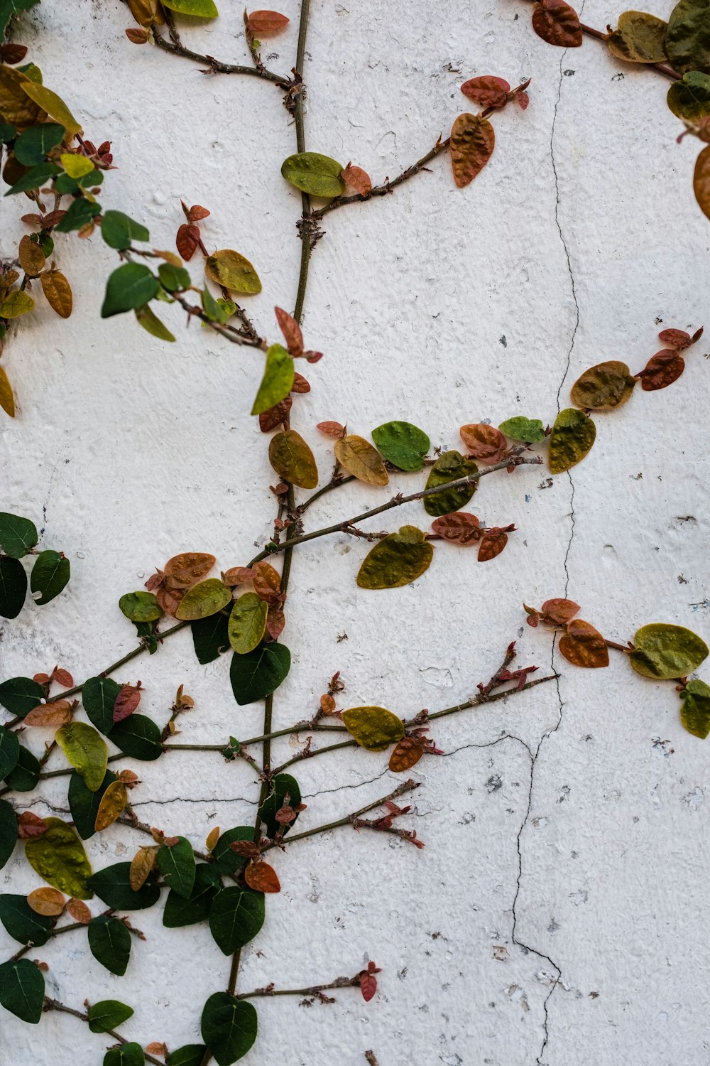 흰색 콘크리트 벽에 녹색과 갈색 잎