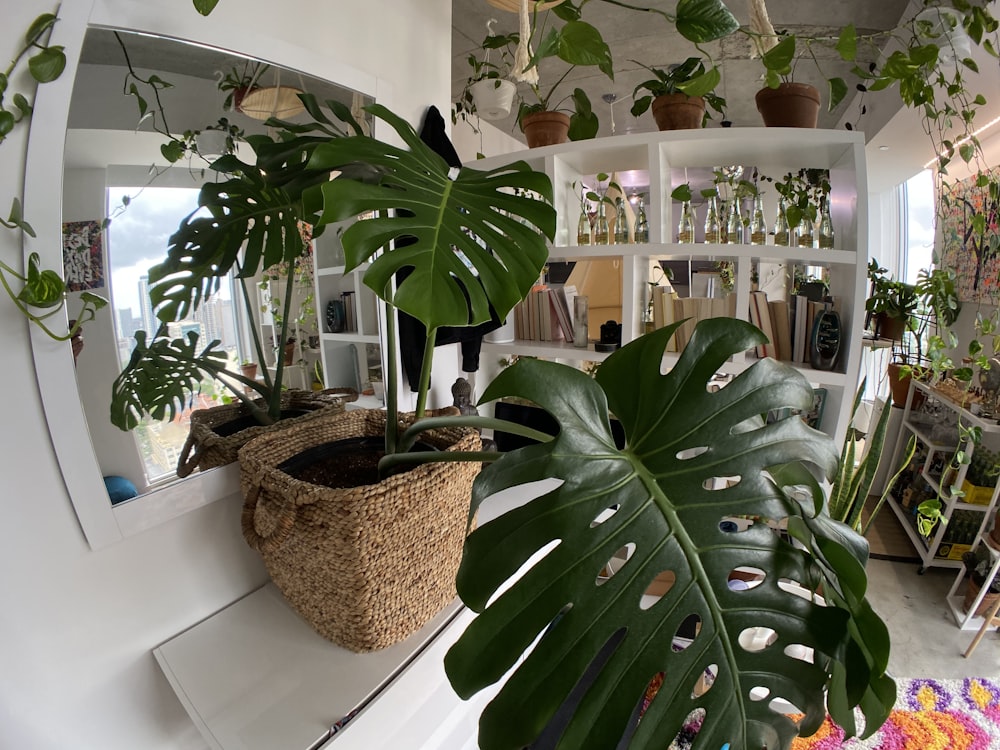 green potted plant on white table