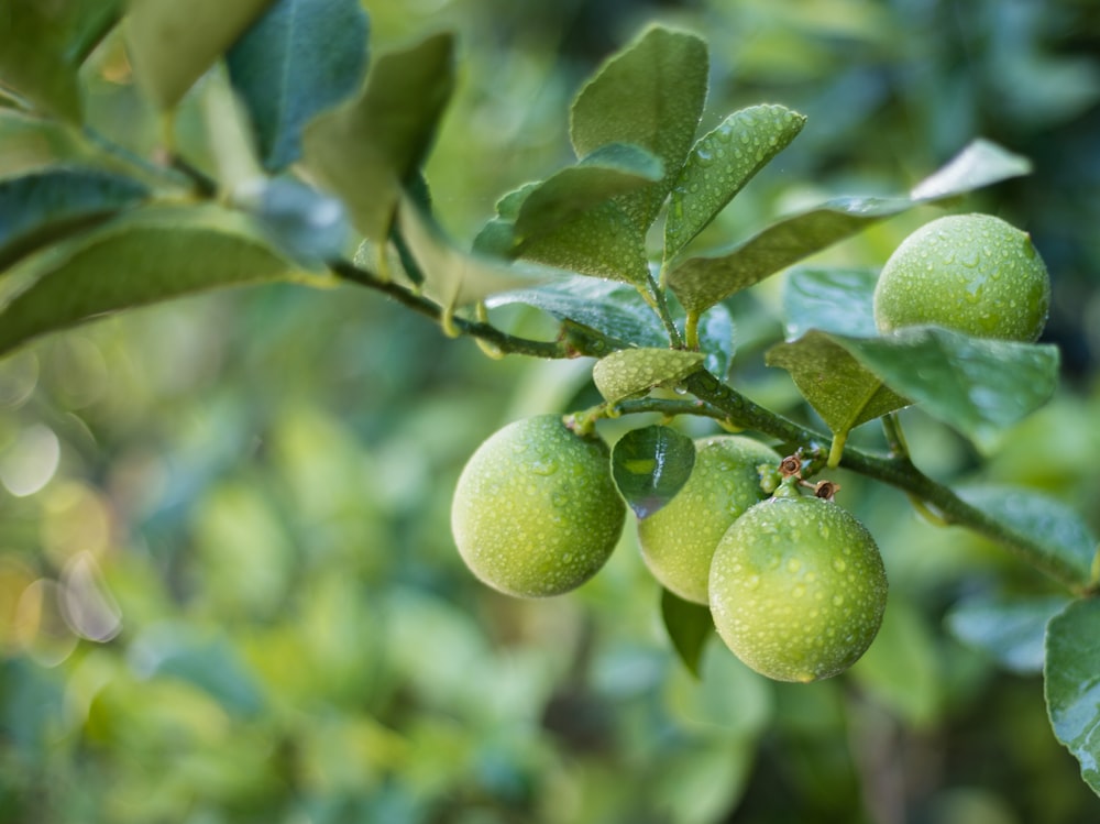 Frutti rotondi verdi nella lente decentrabile