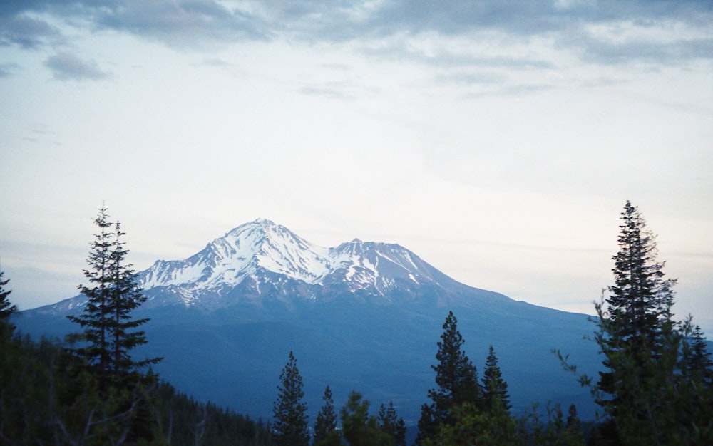 green pine trees near snow covered mountain during daytime