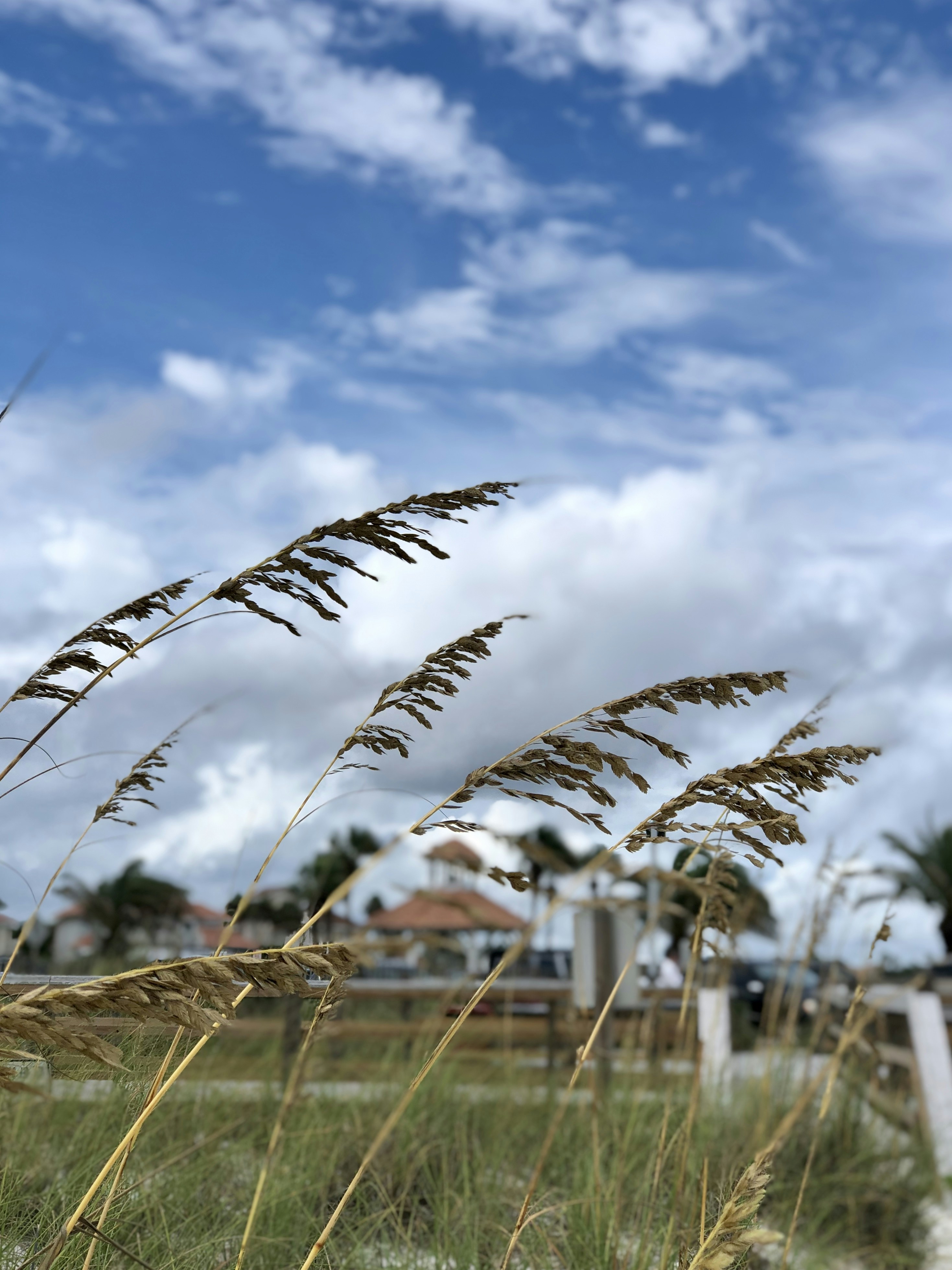 Campo de hierba verde bajo el cielo azul durante el día