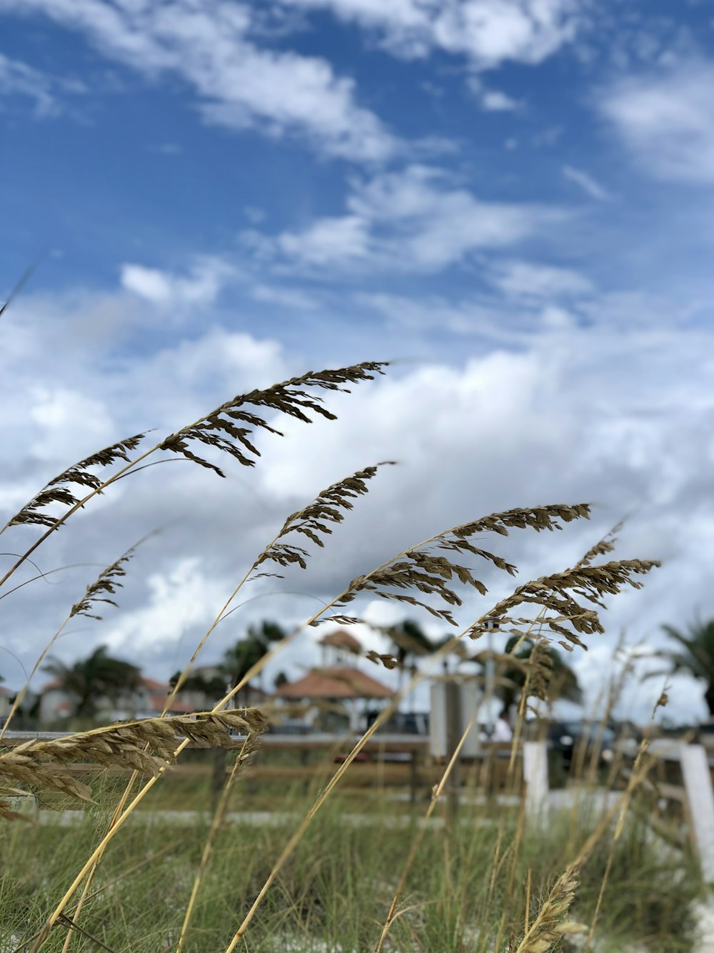 green grass field under blue sky during daytime