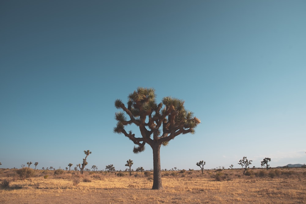 green tree on brown field under blue sky during daytime