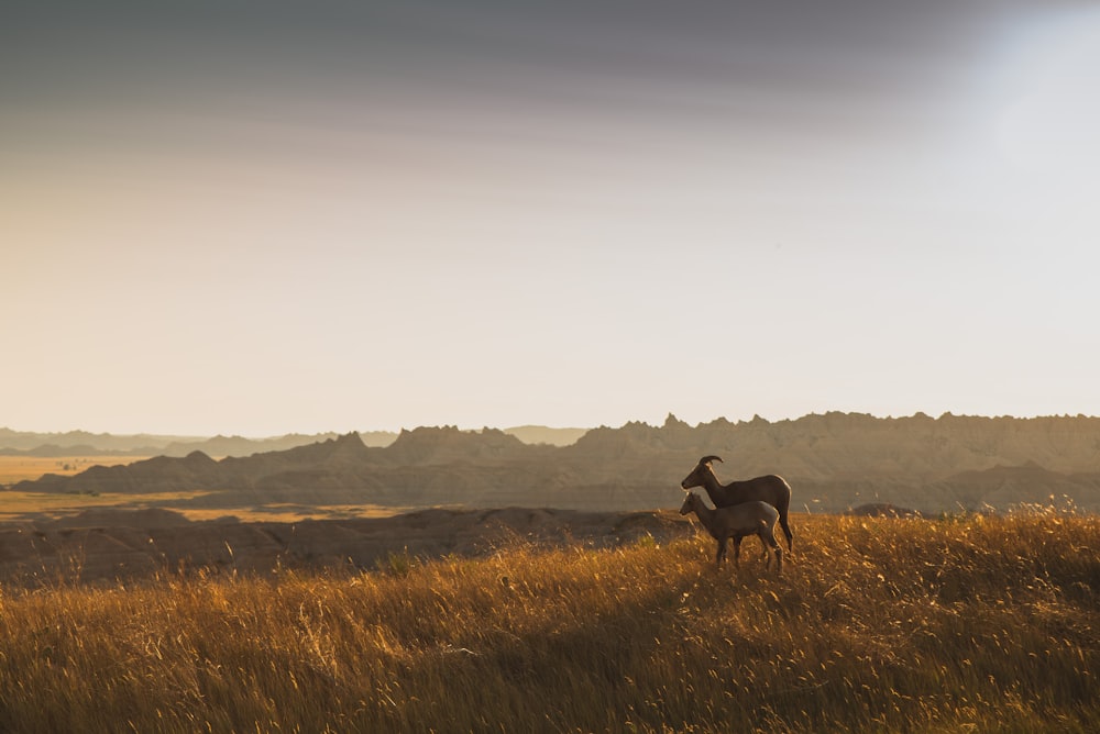 black horse on green grass field during daytime