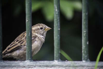 brown bird on brown wooden stick