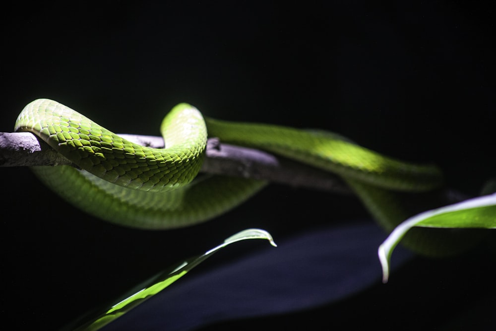 green snake on black background