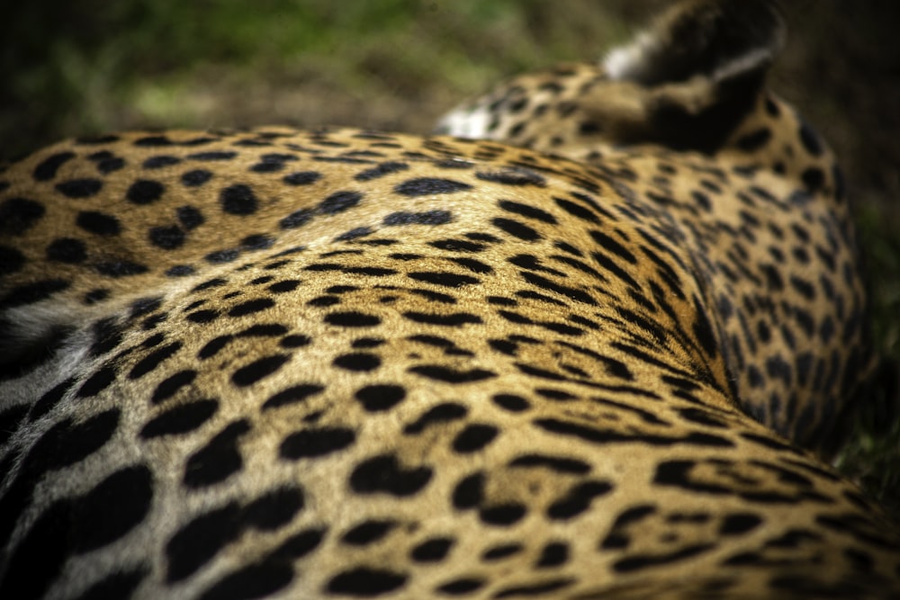 brown and black leopard on green grass during daytime