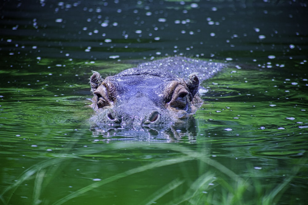 brown crocodile in water during daytime