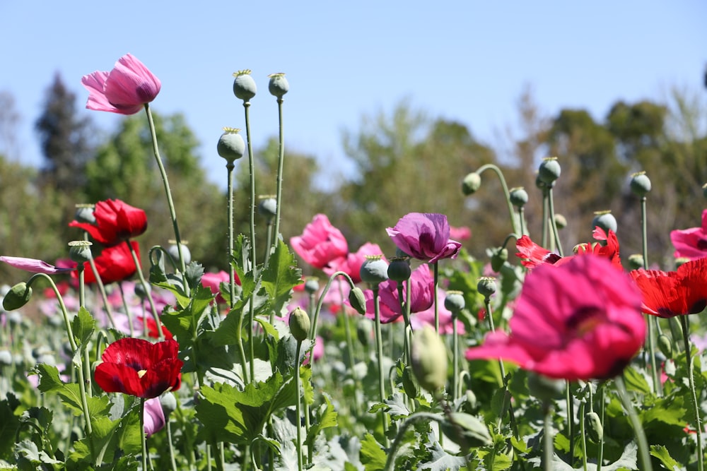 red flowers under blue sky during daytime