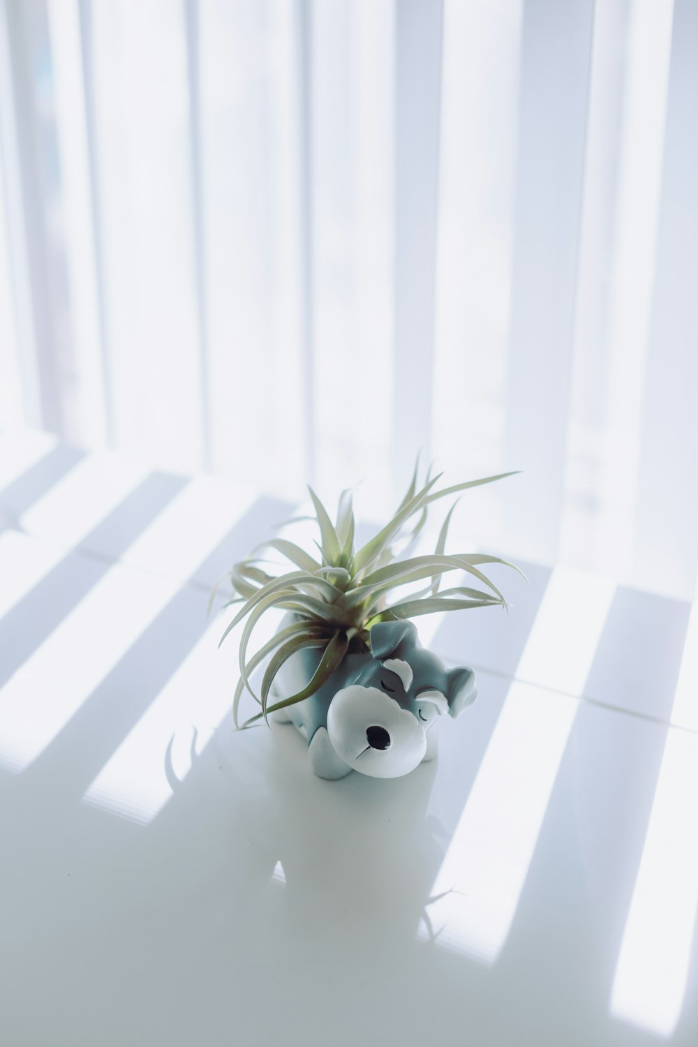 green plant on white ceramic pot