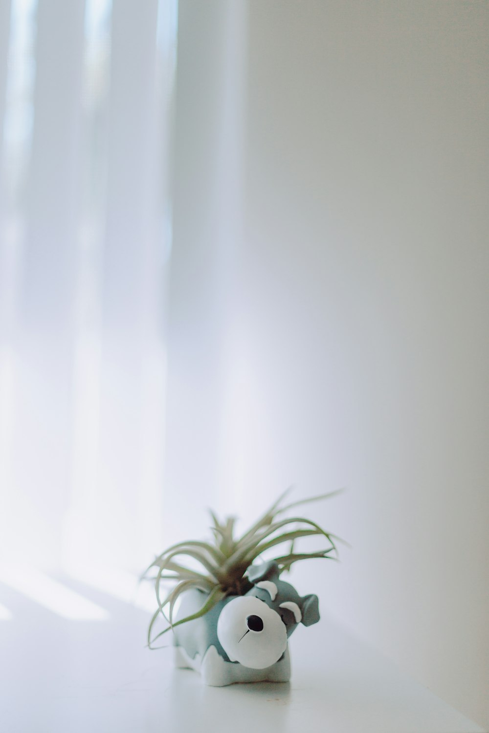 green plant near white window curtain