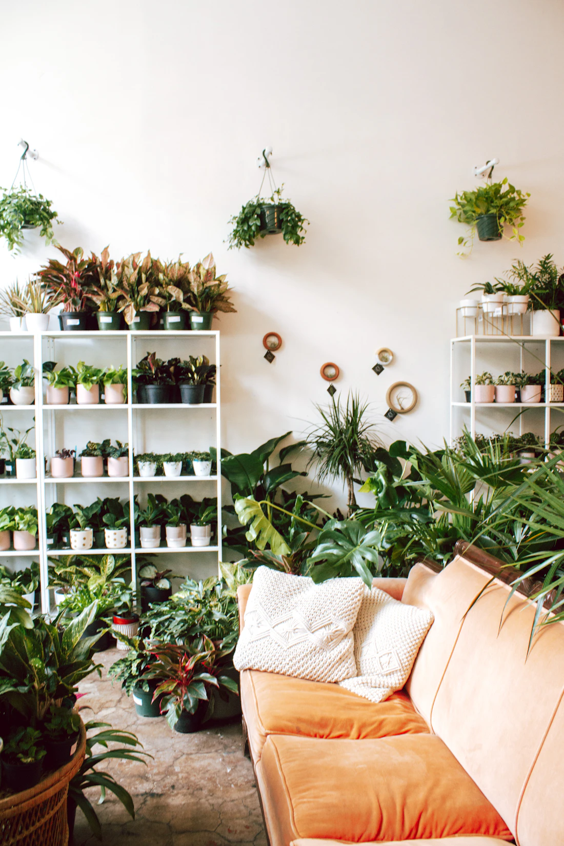 Collection of potted houseplants arranged on wooden shelves in a bright room
