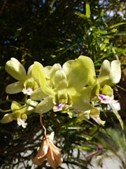 A cluster of light green orchids with subtle purple centers is captured against a background of lush green foliage. Sunlight illuminates the delicate petals and creates a contrast with the darker shadows of the leaves. Below the orchids, a dried flower hangs, showcasing a transition from vibrant life to a more muted, delicate state.