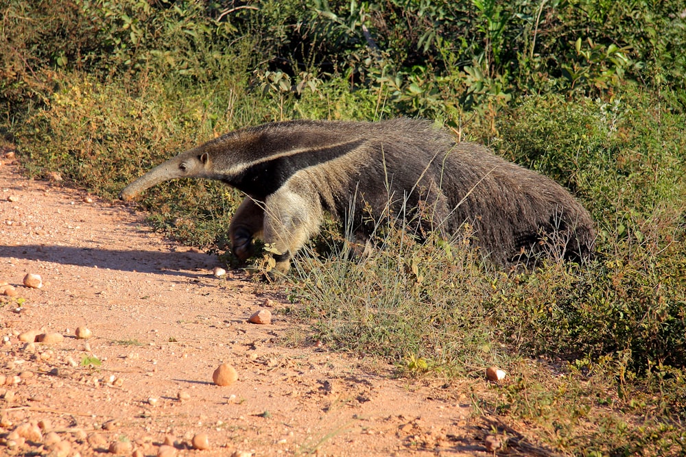 Foca marrón en suelo marrón durante el día