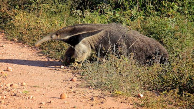 Ameisenbär