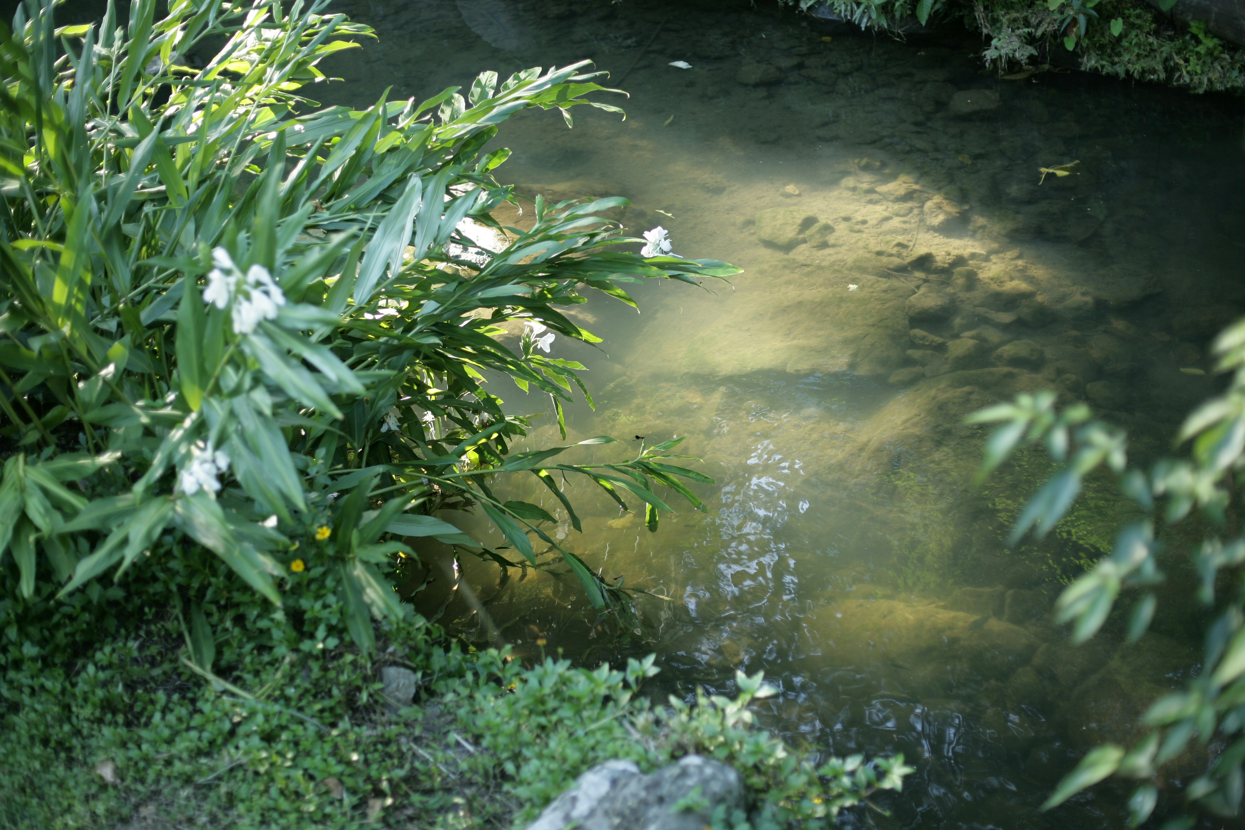 Water Features That Help, Not Harm (image credits: unsplash)