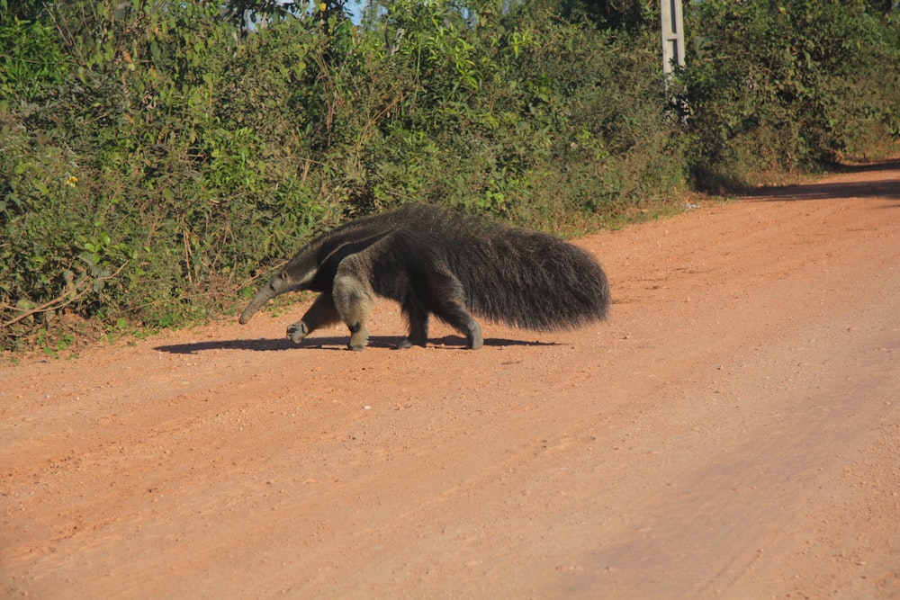 black animal on brown dirt