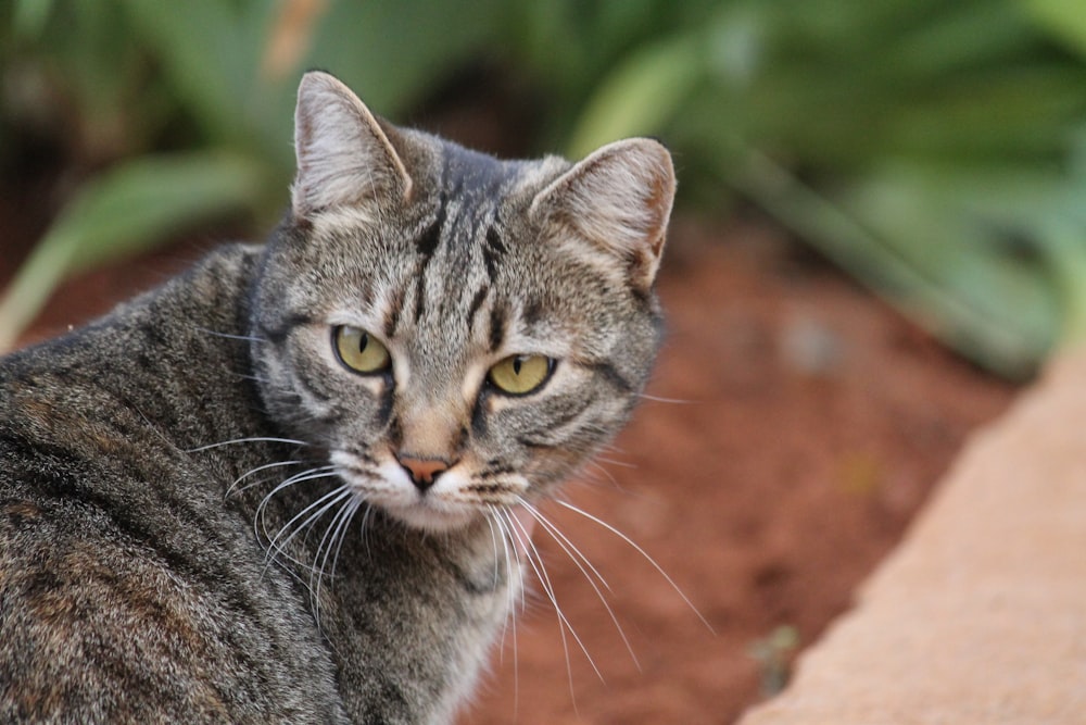 brown tabby cat in close up photography