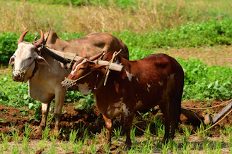 brown cow on green grass field during daytime