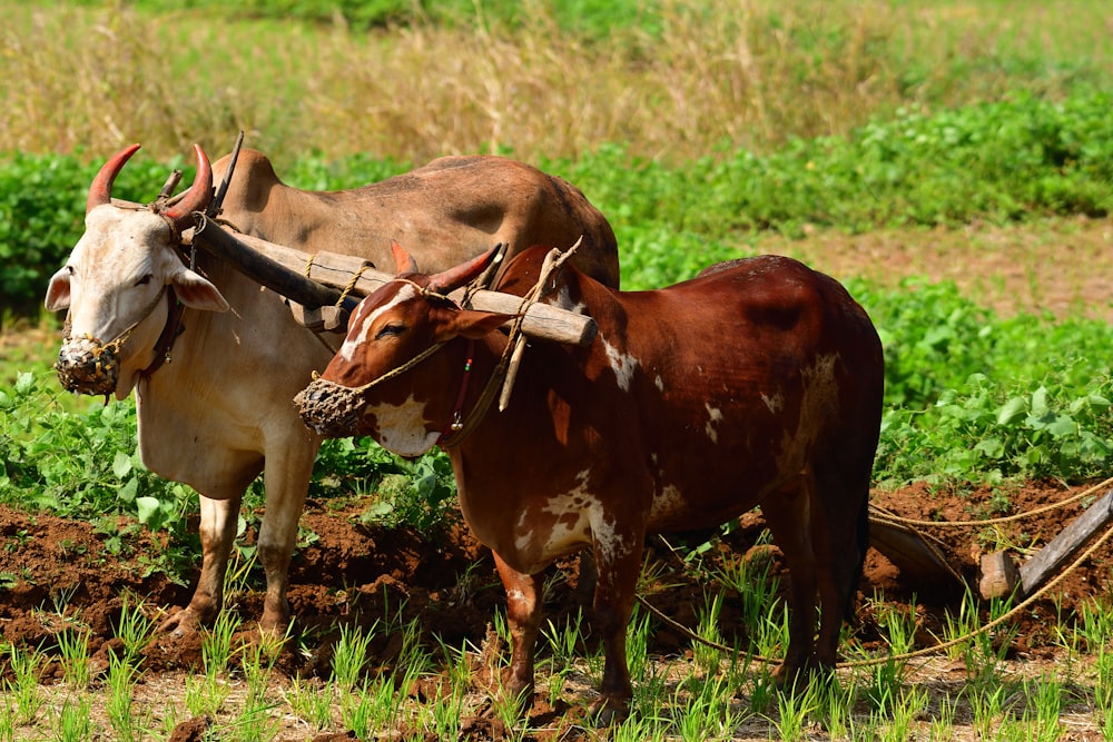 brown cow on green grass field during daytime