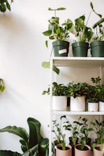 Close-up of healthy indoor plants in decorative pots arranged neatly on wooden shelves inside the nursery.