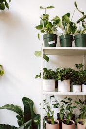 A collection of various indoor plants in pots arranged on a white shelving unit. The top shelf holds larger green plants in green and white pots, while the lower shelves display a variety of small to medium-sized leafy plants in light brown and white pots. A large leaf plant sits beside the shelving unit, creating a lush and natural atmosphere against a simple white wall.