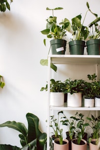 A collection of various indoor plants in pots arranged on a white shelving unit. The top shelf holds larger green plants in green and white pots, while the lower shelves display a variety of small to medium-sized leafy plants in light brown and white pots. A large leaf plant sits beside the shelving unit, creating a lush and natural atmosphere against a simple white wall.