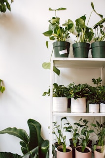 A variety of indoor plants arranged on a modern living room shelf.