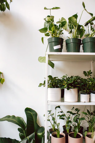 Close-up of healthy indoor plants in decorative pots arranged neatly on wooden shelves inside the nursery.
