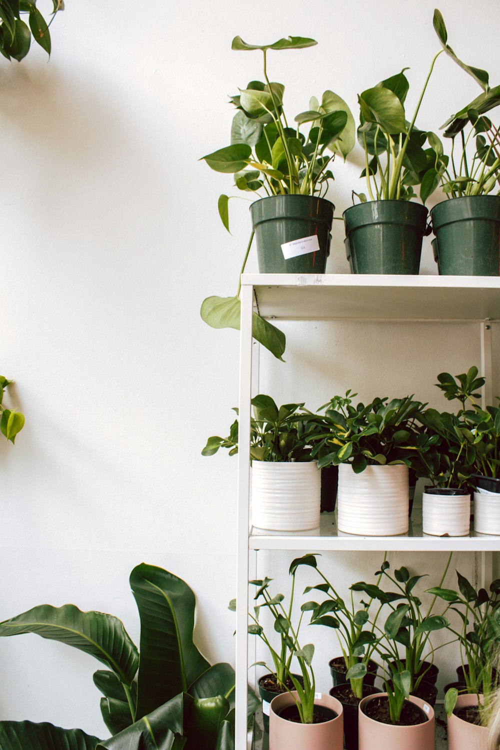 green plant on white wooden shelf