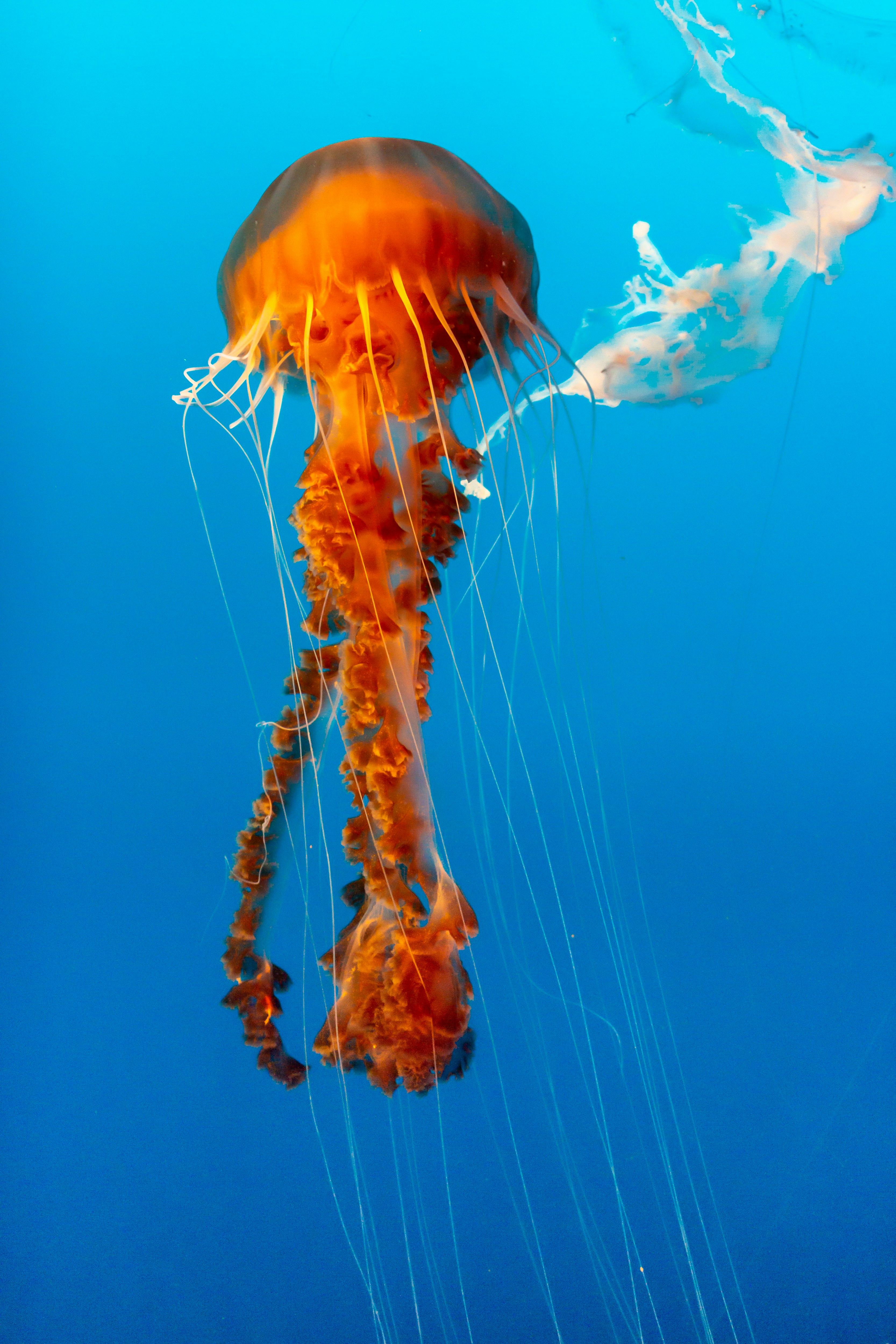 orange and white jellyfish in blue water